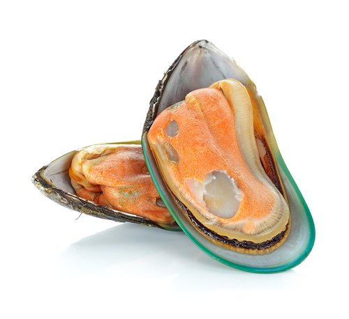 Mussel